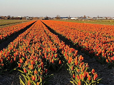 Eerste tulpenvelden gespot!