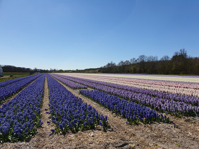 Groot groter grootst